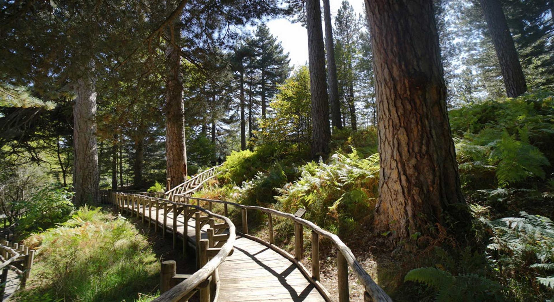 Wooden boardwalk among giant pines in the Sila (I Giganti di Fallistro)