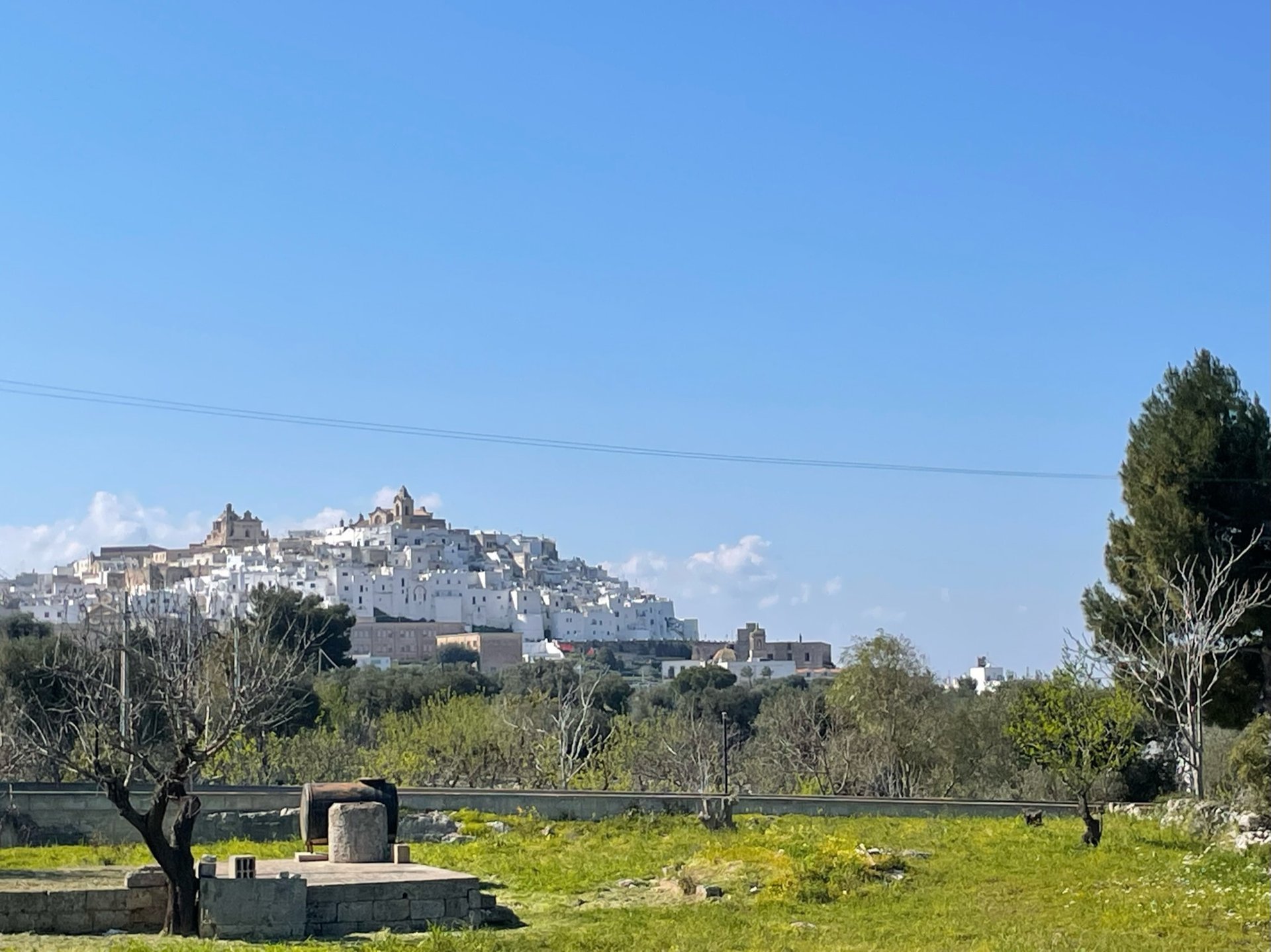 Die weiße Stadt Ostuni auf einem Hügel, von den Olivenhainen aus gesehen
