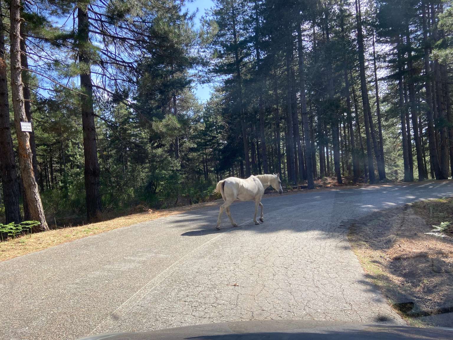 A white horse crossing a road among the pines in the Sila