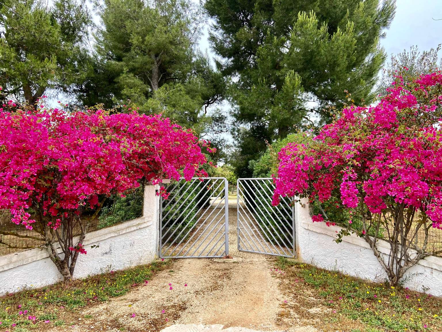 Eingangstor von Villa Gabellotti zwischen blühenden Bougainvilleen
