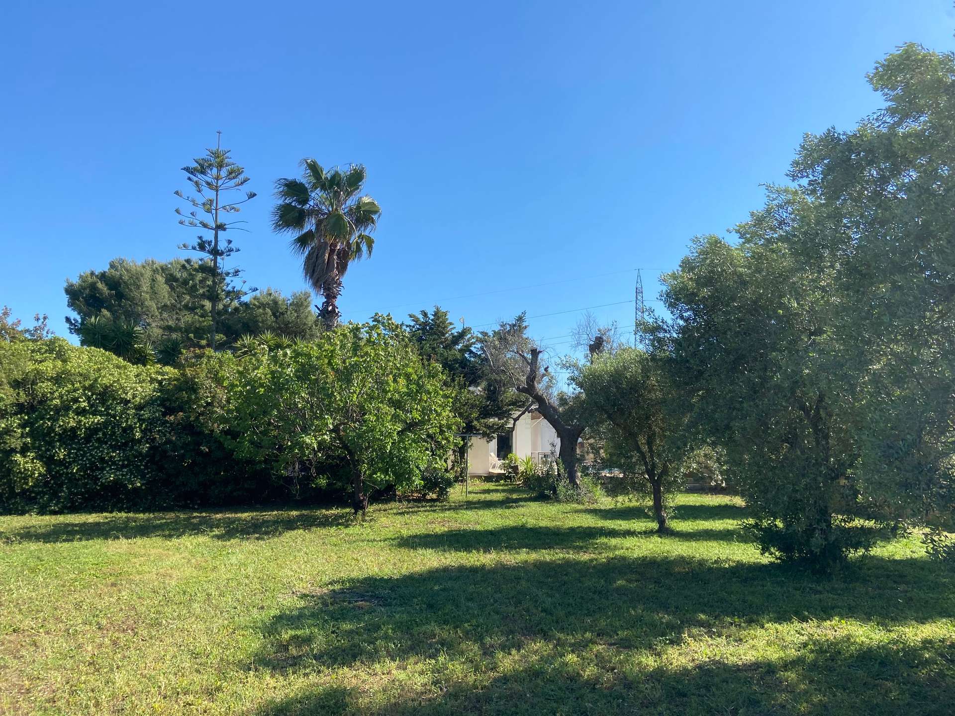 Garten von Villa Gabellotti mit Rasen, Olivenbäumen und einer Palme
